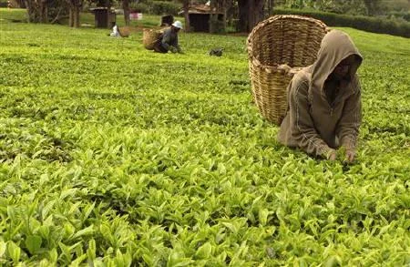 The Hearing of Workers Vs the Kaisugu Tea Lmited Case at the Nakuru Industrial Court is set 23rd July 2023